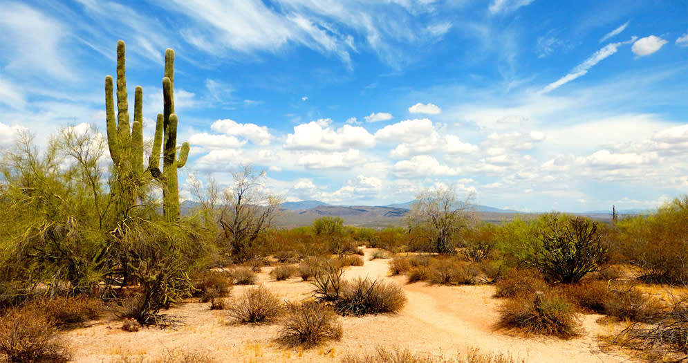 Hot Low Sonoran Desert