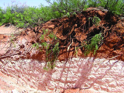 Picture of layers of calcium carbonate Caliche Soil