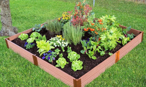 Picture of a raised vegetable bed with plants in it.