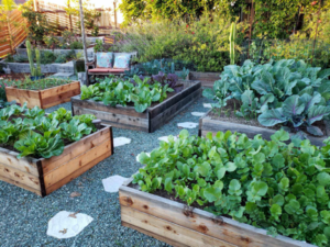 Image of several raised garden beds