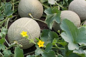 Cantaloupe on the vine.