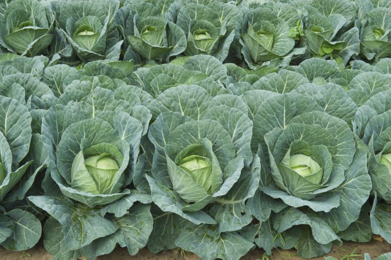 Cabbages in the garden.