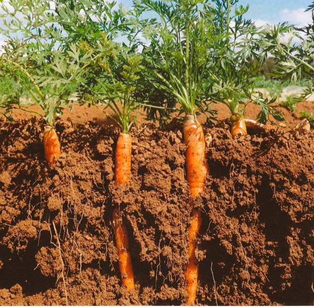 A cutaway of carrots in the soil