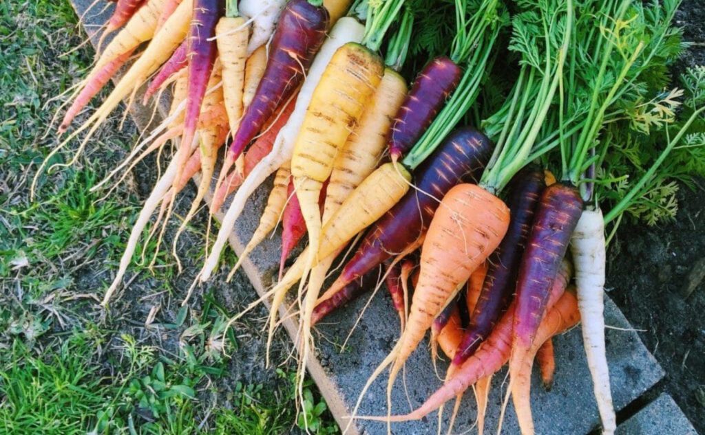 Colorful Bunch of Carrots