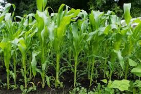 Corn Growing in the Garden