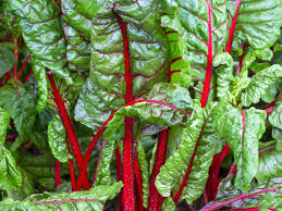 Ready to Harvest Swiss Chard.