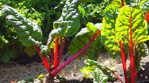 Young Swiss Chard Plants.