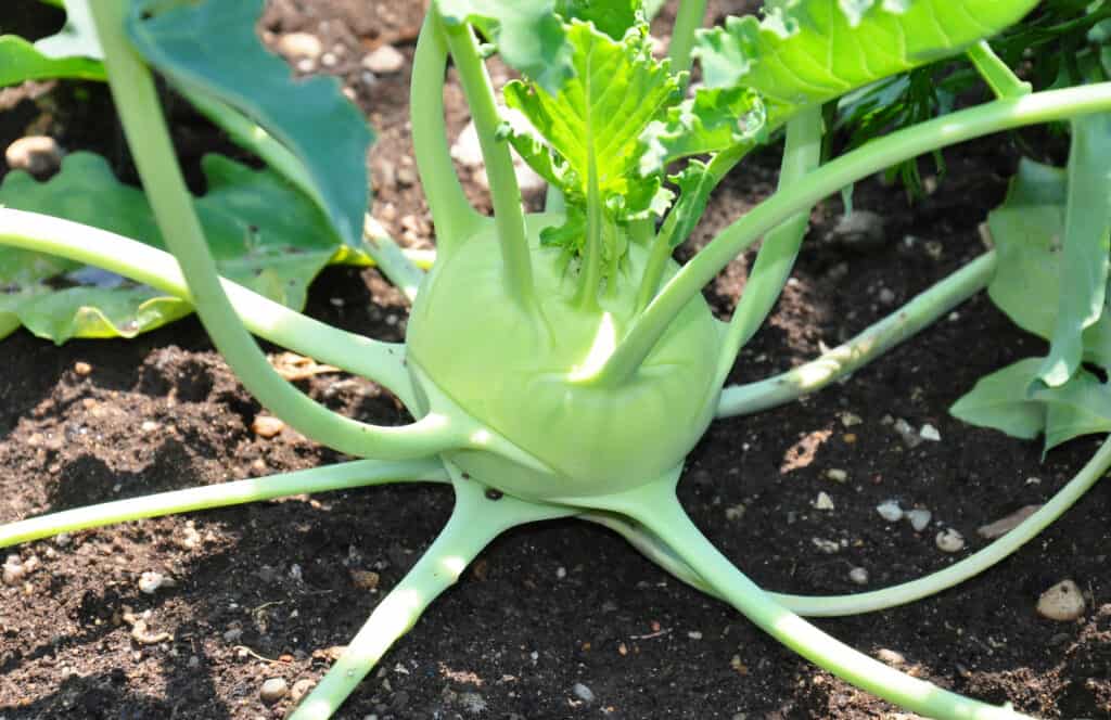 Kohlrabi in the garden.