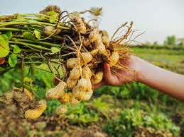 Harvesting Peanuts