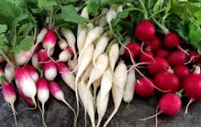 How to Grow Radishes