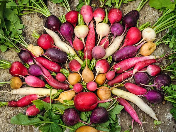 An assortment of radishes.