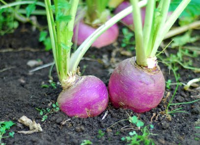 Turnips growing in a garden.