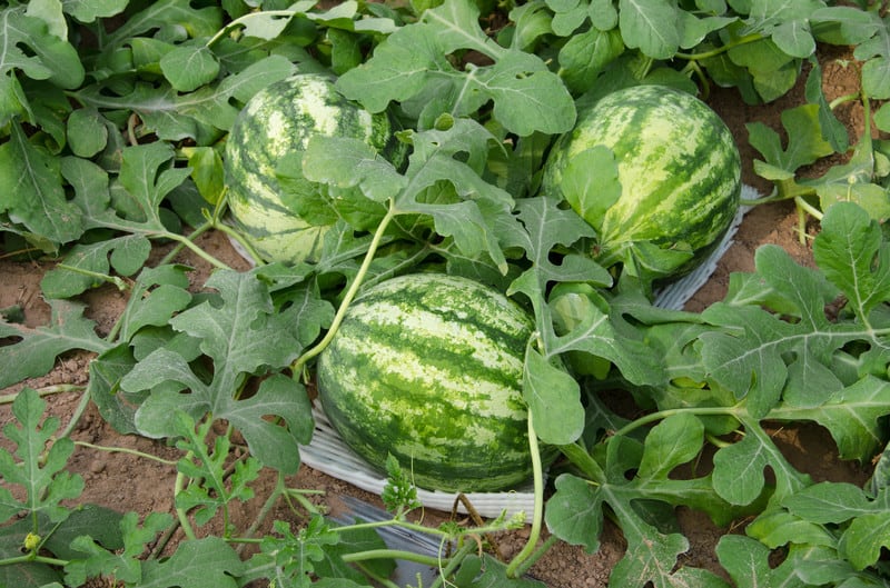 Watermelons on the vine.