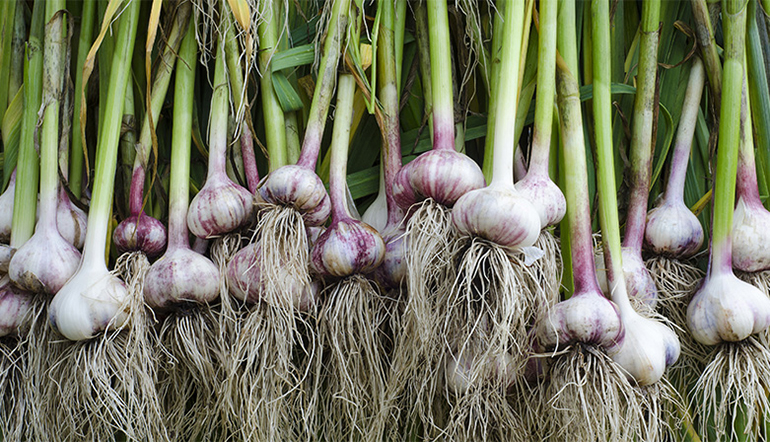 Harvested Garlic