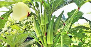 Okra Plants