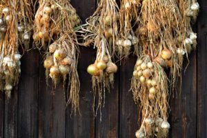 Onions Hanging to Dry.
