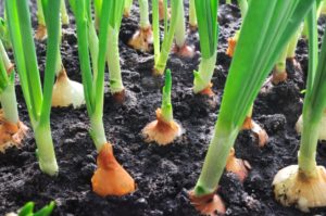 Onions growing in soil.