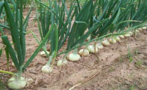 Row of Onions Growing Well