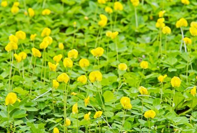 Peanut Plants