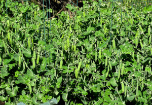 Vines filled with Sweet Peas