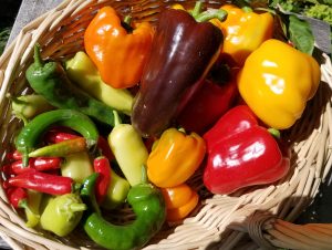 Assortment of harvested peppers.