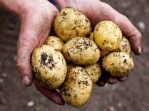 Newly harvested potatoes.