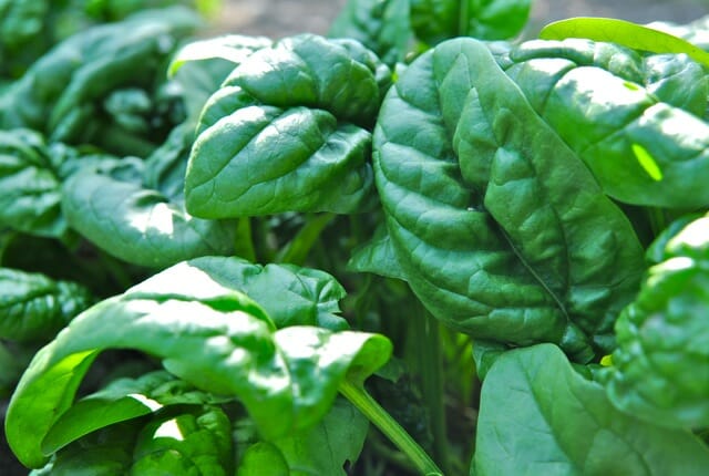 Large Mature Spinach Leaves.