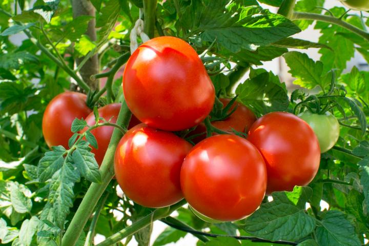 Red, ripe tomatoes.