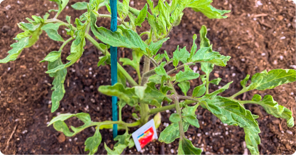 Young staked tomato.