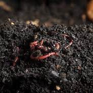 Worms in soil.