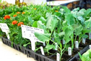 Image of plants growing in a cell tray