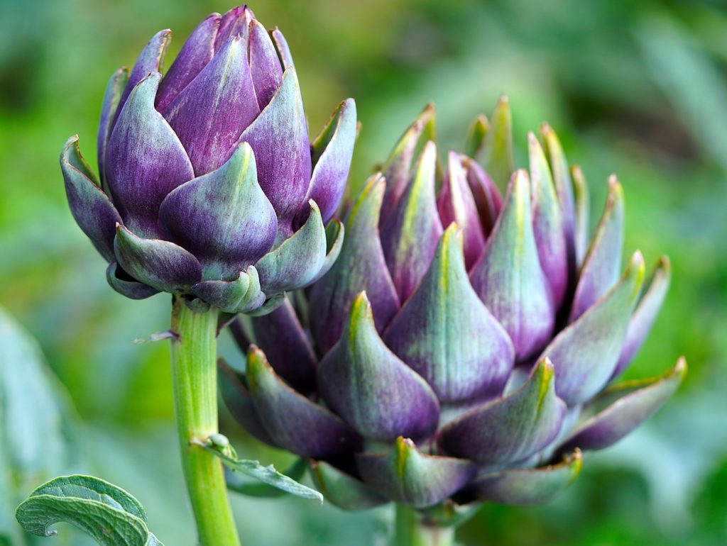 artichokes, plant, flowering vegetables-6593764.jpg