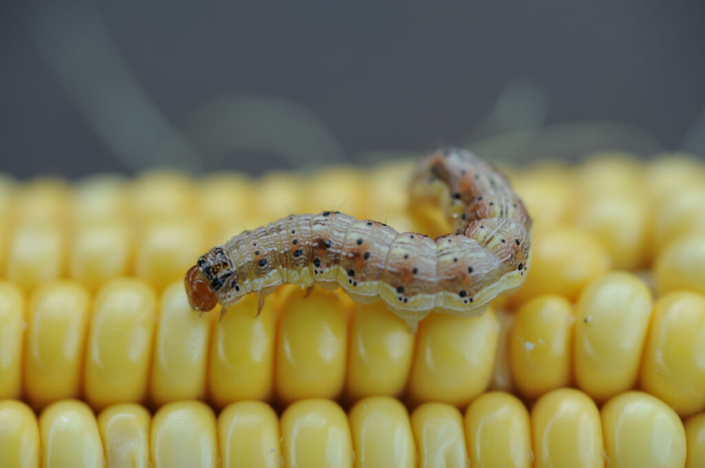 Corn earworm on an ear of corn