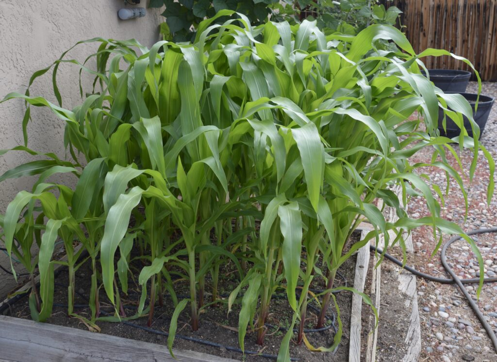 High Desert gardens in July are Growing Kandy Corn